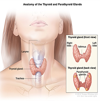 parathyroid tumor